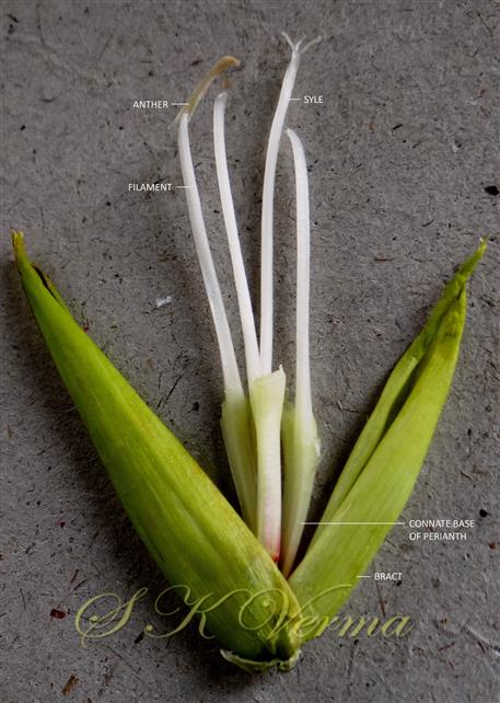  Stamens and Pistil